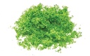Flock – verde brillante (1)