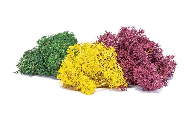 Liquen – Mezcla otoñal (1)
