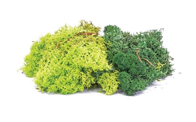 Liquen - mezcla verde (1)