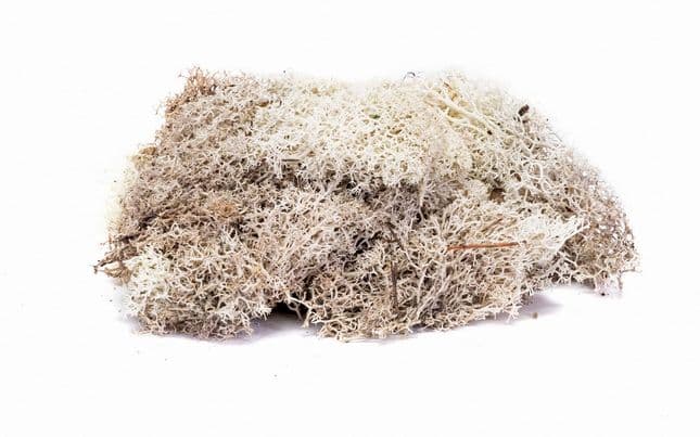 Liquen – gris piedra (1)