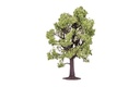Beech Tree (2)