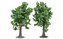 Beech Trees (1)