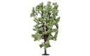Horse-Chestnut Tree (1)