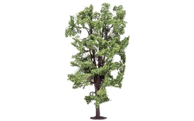 Horse-Chestnut Tree (2)
