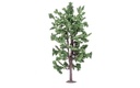 Lime Tree (2)
