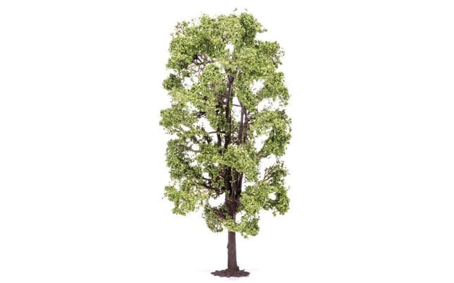 Lime Tree (1)