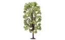 Lime Tree (2)