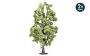 Lime Tree (1)