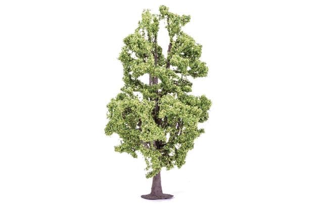 Lime Tree (2)