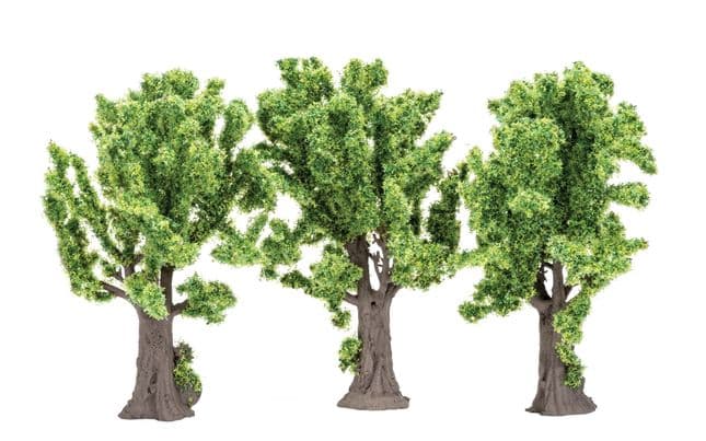 Maple Trees (1)