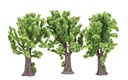 Maple Trees (1)
