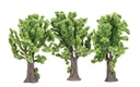 Maple Trees (2)