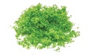 Flock – verde brillante (2)