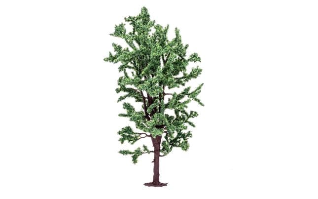 Albero di castagno d’India (1)