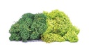 Lichene – miscela verde grande (1)