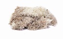 Lichene – grigio pietra (1)
