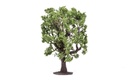 Oak Tree (1)