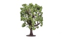 Oak Tree (2)