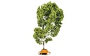Tree (with Circular Bench) (1)