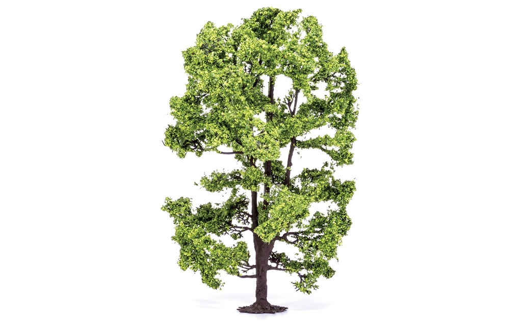 Albero di acacia