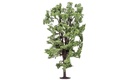 Horse-Chestnut Tree