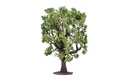Oak Tree